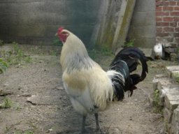 oiseaux_et_poules_20211127_1915687491